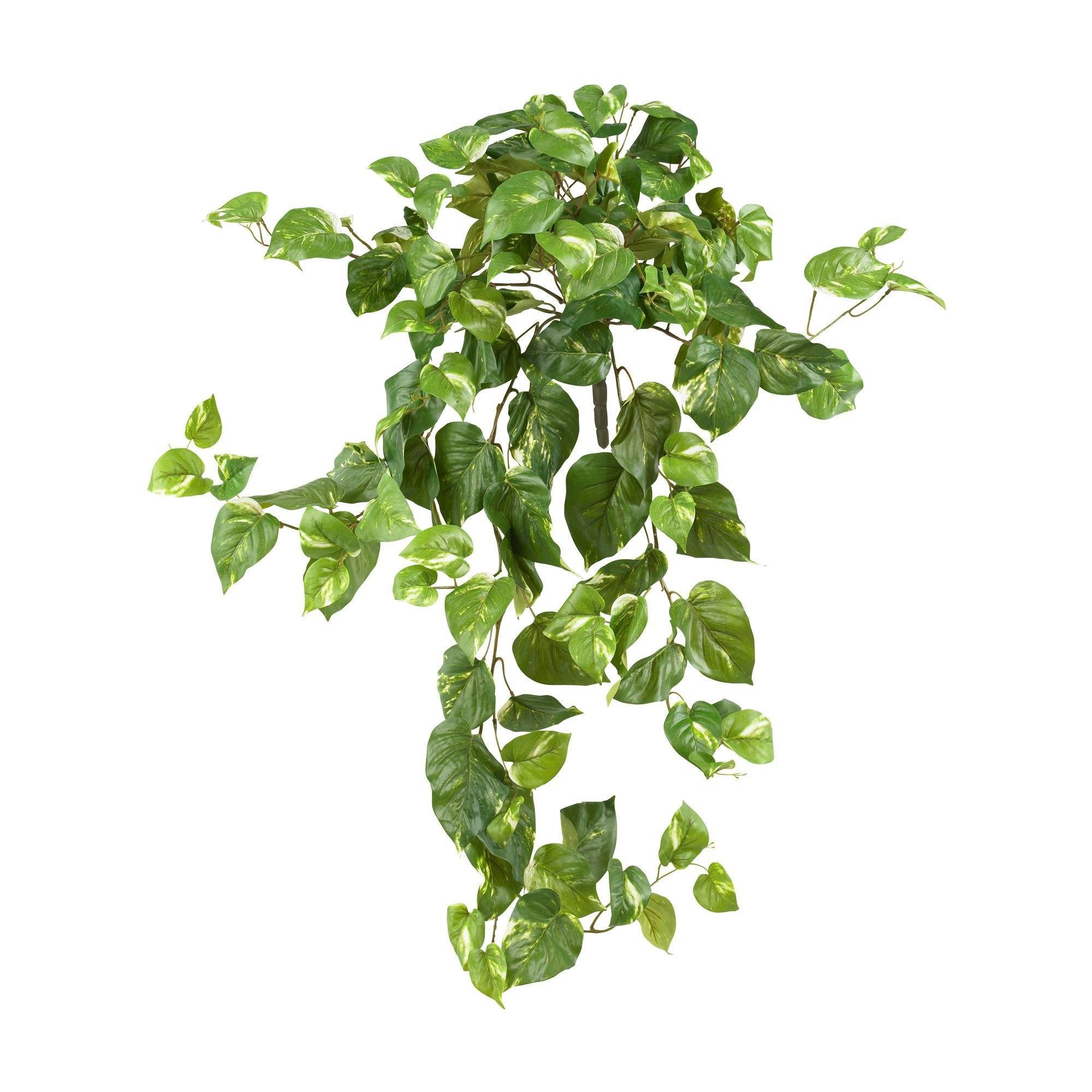pothos plant hanging 40” Pothos Hanging Bush (Set of 3)