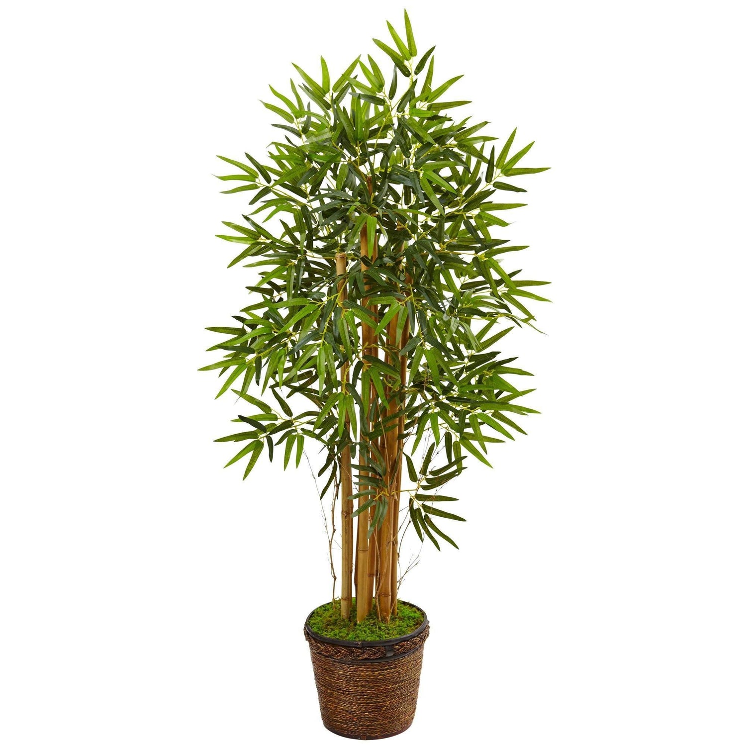 4.5’ Bamboo Tree in Coiled Rope Planter