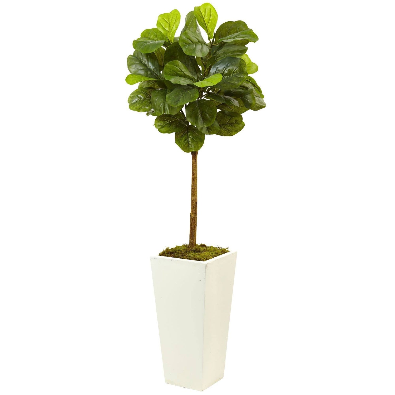 4.5’ Fiddle Leaf Fig in White Planter (Real Touch)