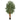 5’ Aralia Artificial Tree