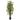 5’ Black Bamboo Tree