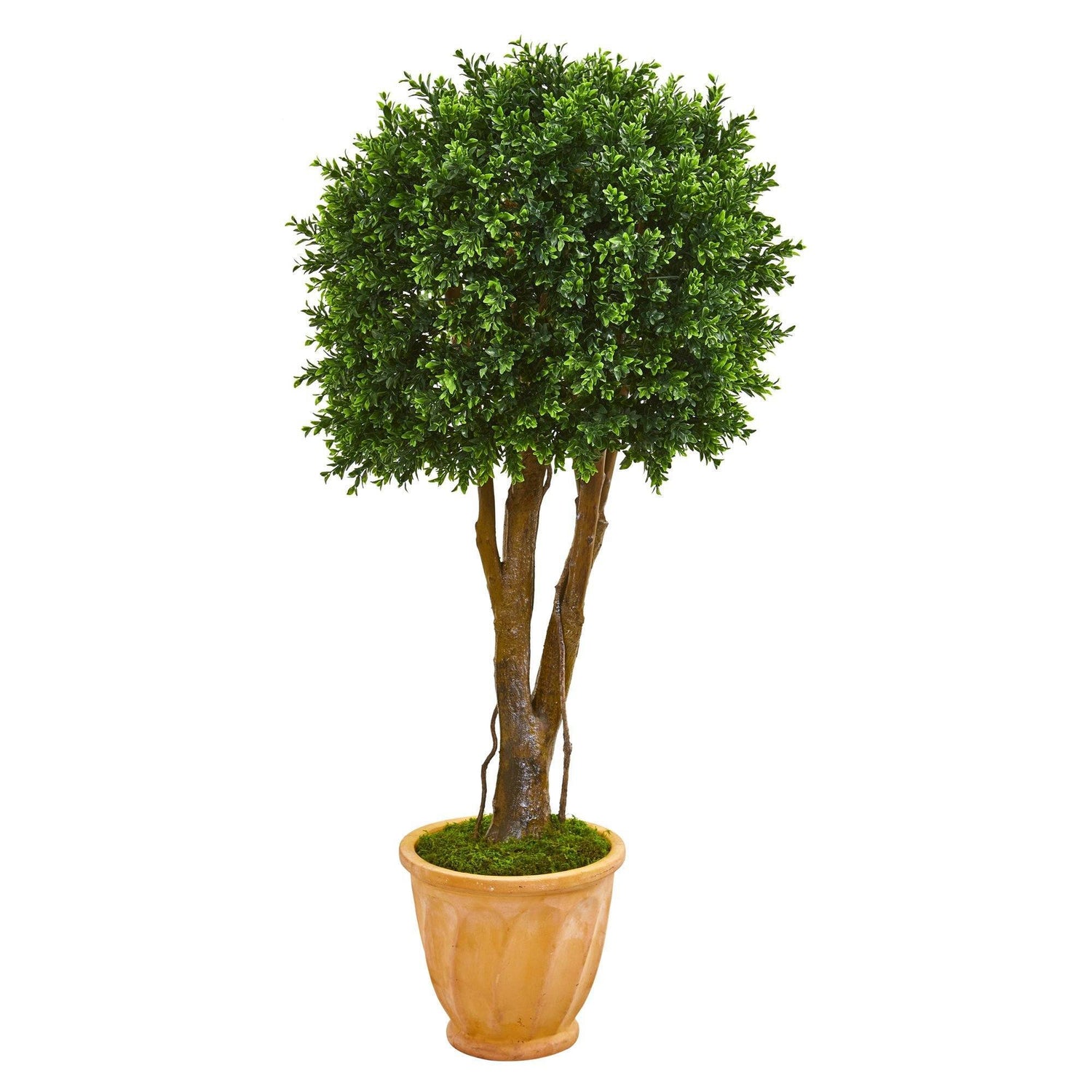 50” Boxwood Artificial Topiary Tree in Terra-Cotta Planter (Indoor/Outdoor)