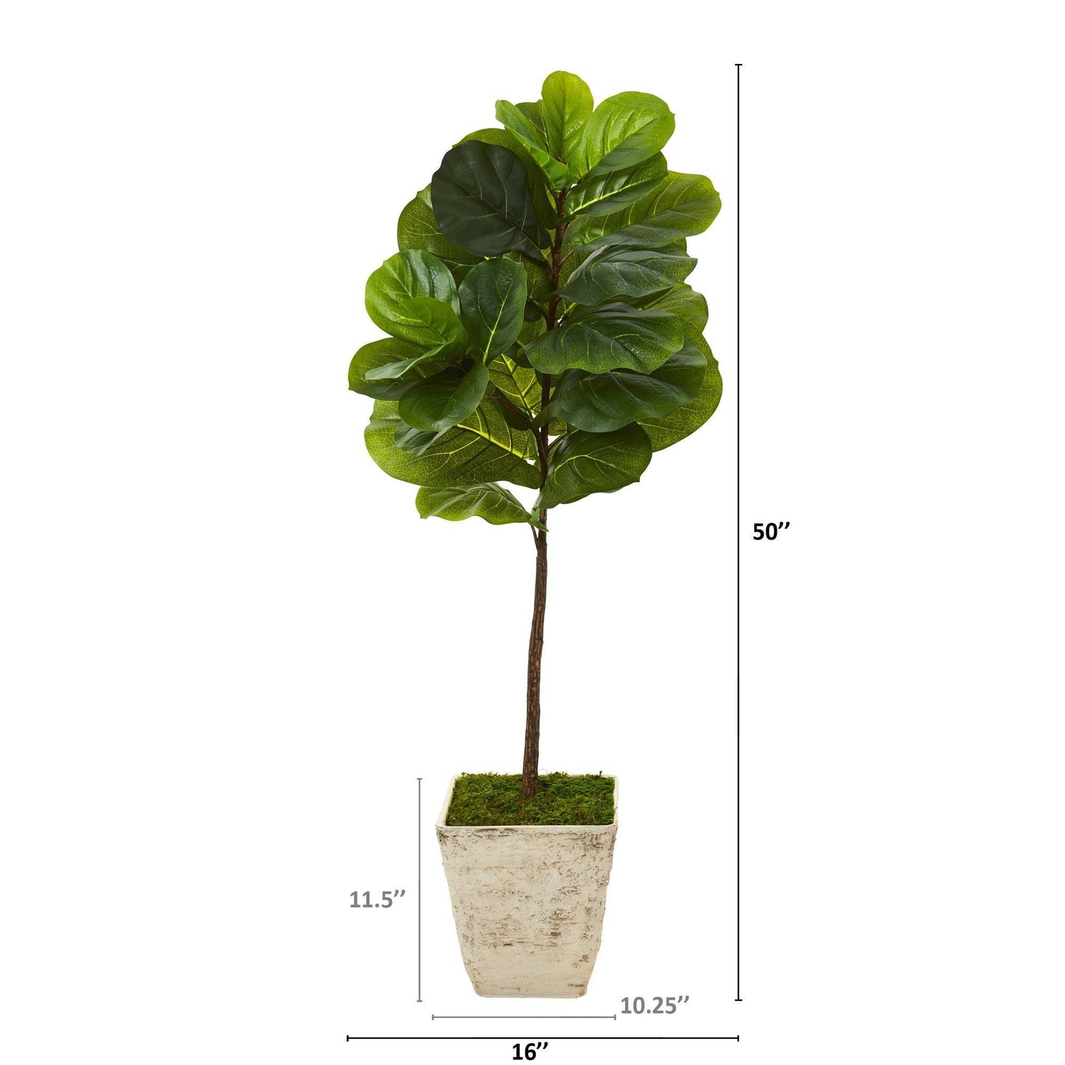 50” Fiddle Leaf Artificial Tree in Country White Planter (Real Touch)
