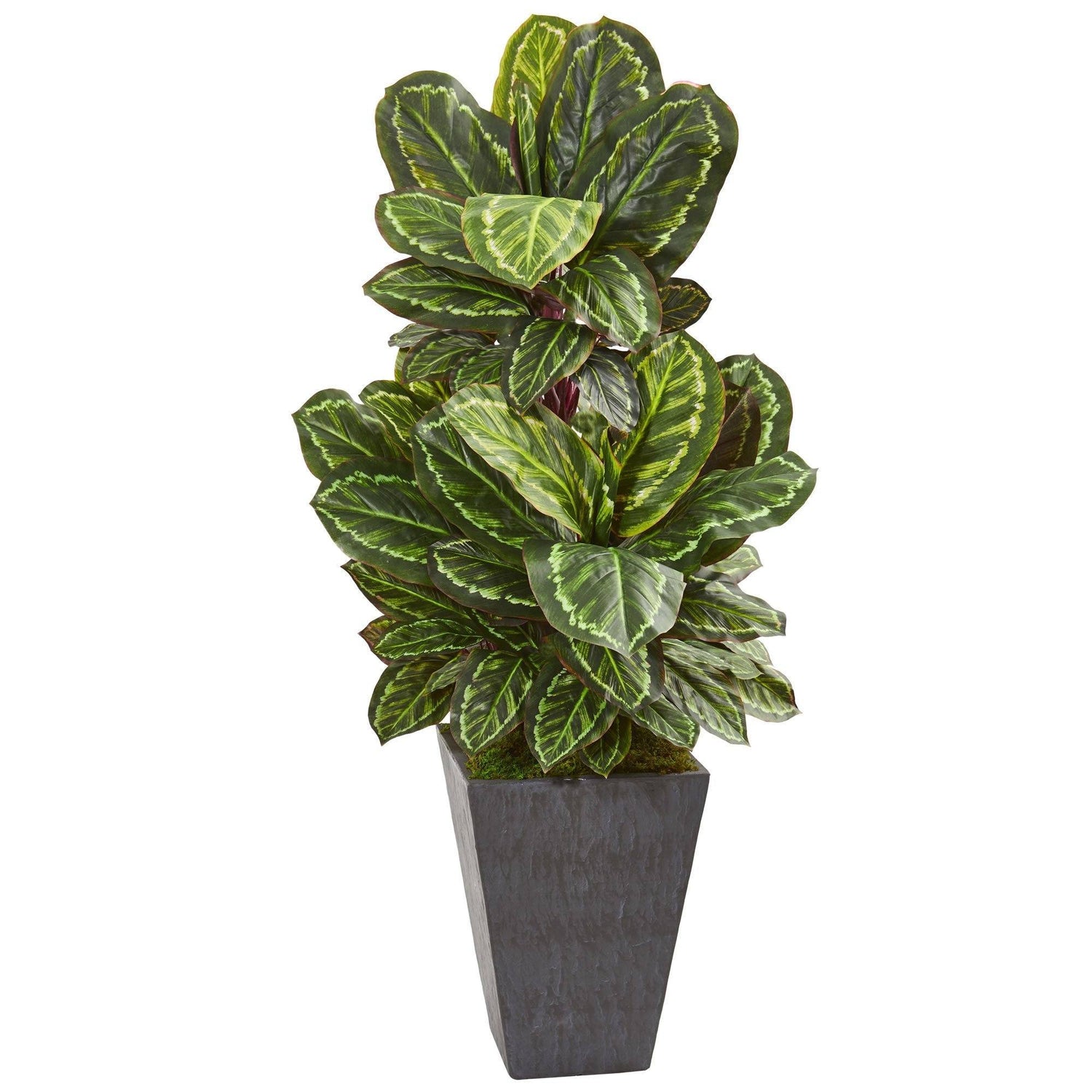 53” Maranta Artificial Plant in Slate Finished Planter