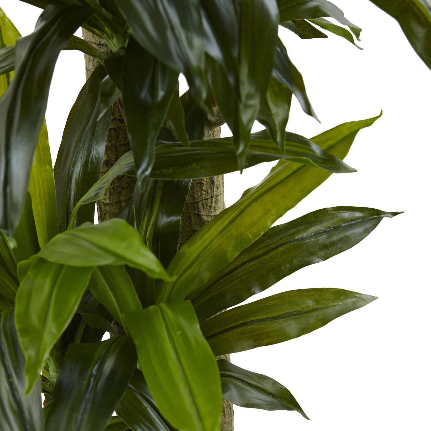 5.5’ Corn Stalk Dracaena with Black Wash Planter