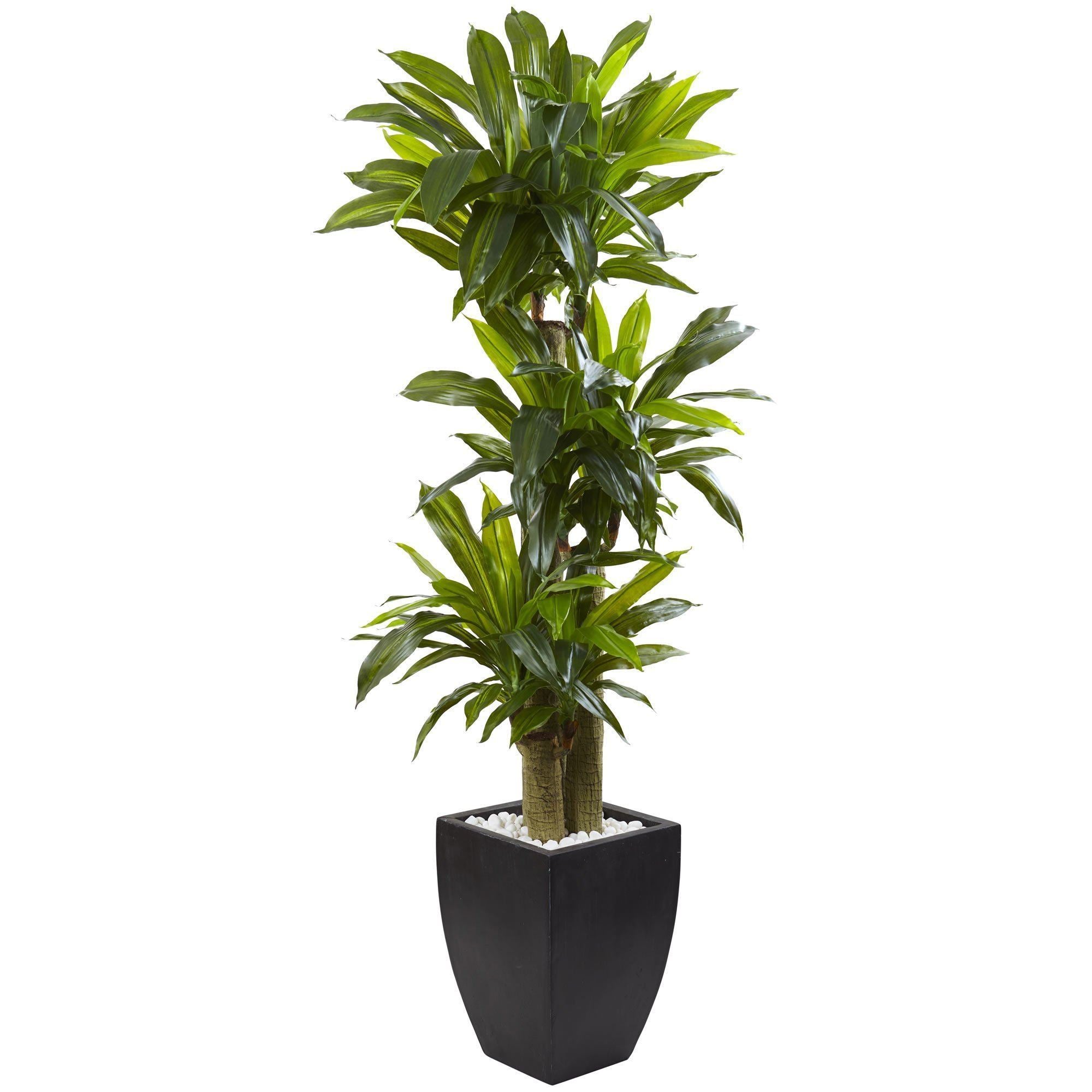 planter dracaena Nearly Natural 5.5' Corn Stalk Dracaena with Black Wash Planter