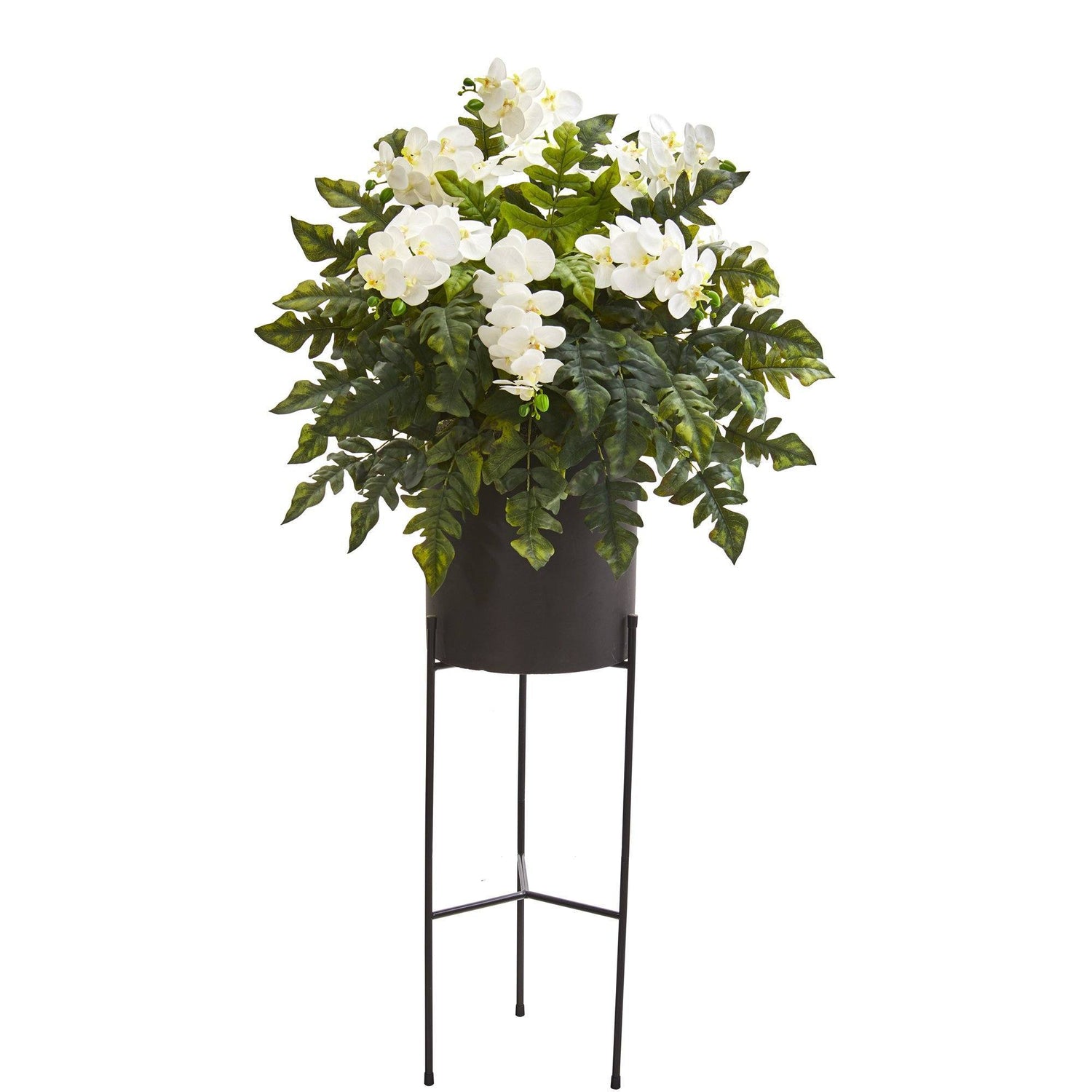 55” Phalaenopsis Orchid, Holly Fern Plant in Black Planter