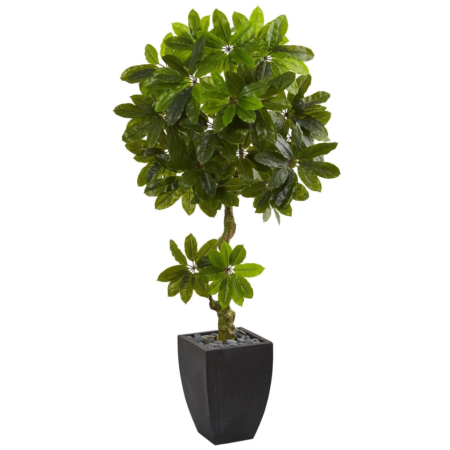 5.5’ Schefflera Artificial Tree in Black Wash Planter (Indoor/Outdoor)