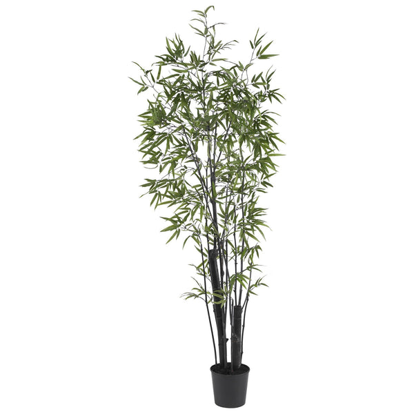 6' Black Bamboo Silk Tree (2 Thick Trunks)