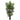 6’ Bulb Areca Palm Tree