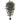 6’ Capensia Ficus Tree x 3 w/1008 Lvs