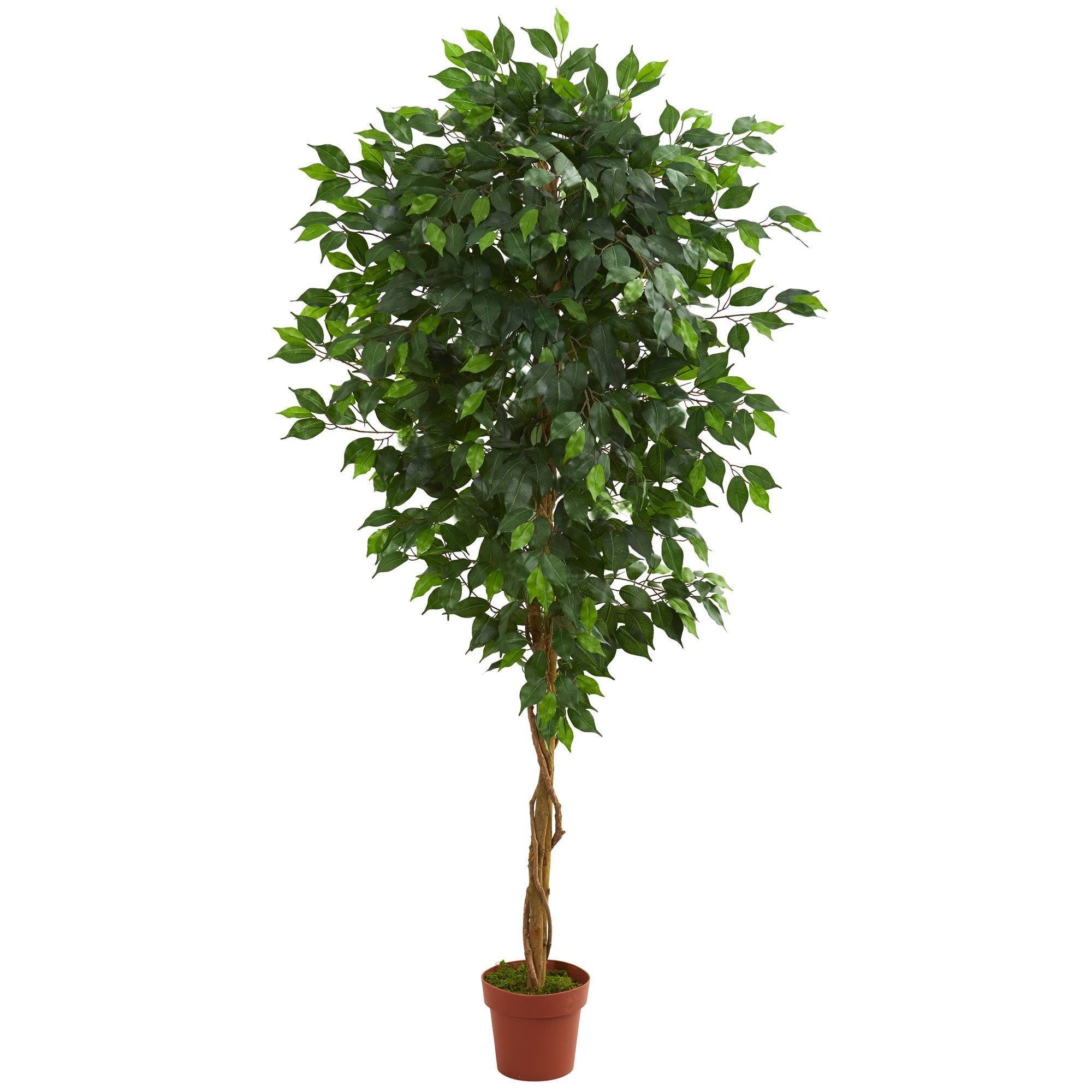 6ft house plant Nearly Natural 6-ft Ficus Artificial Tree