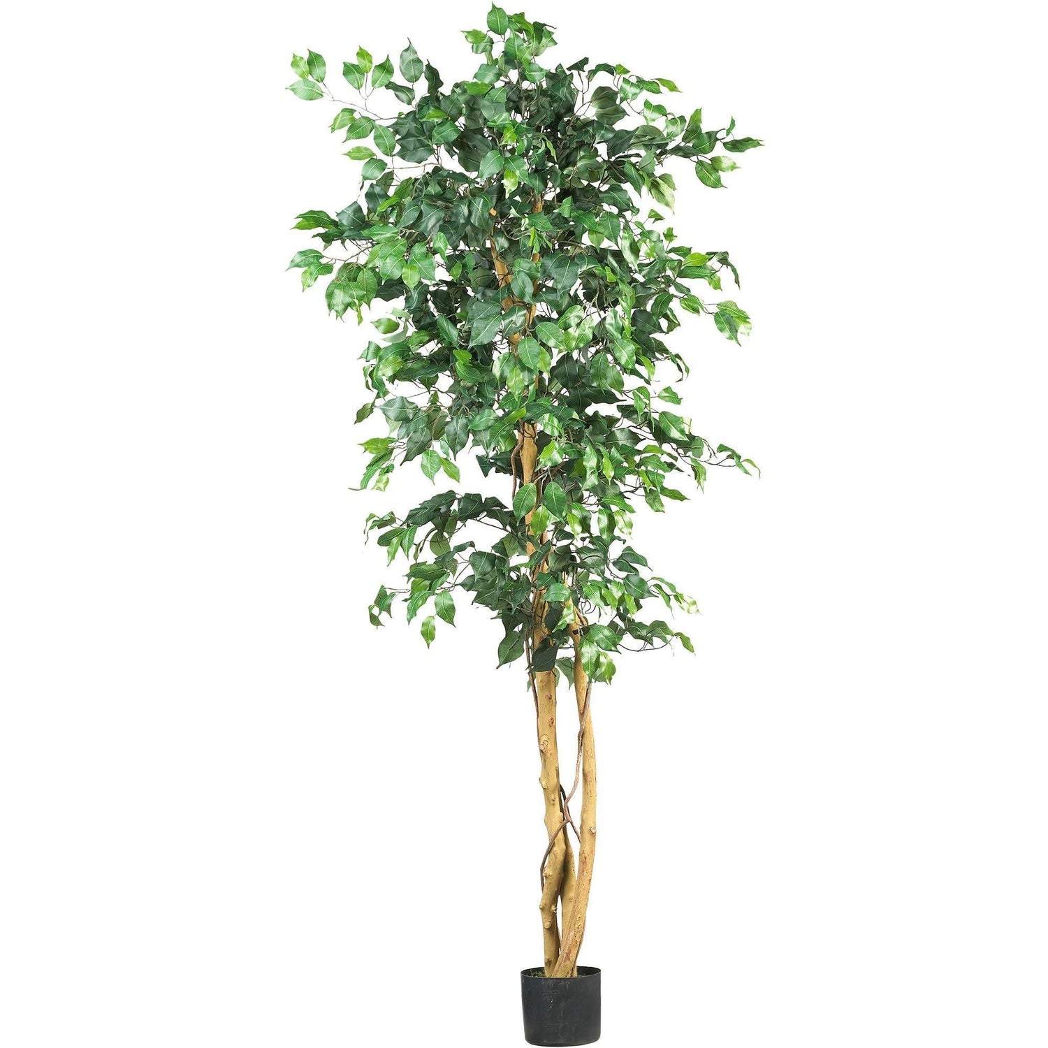 6' Ficus Silk Tree