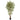 6' Japanese Bamboo Tree