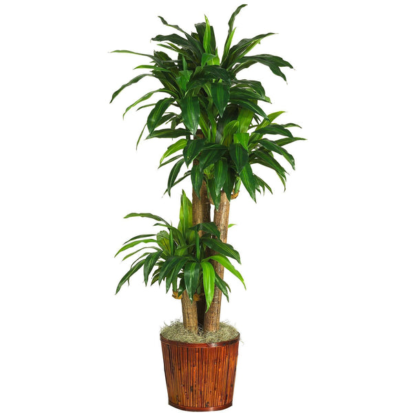 62" Dracena w/Basket Silk Plant (Real Touch)"