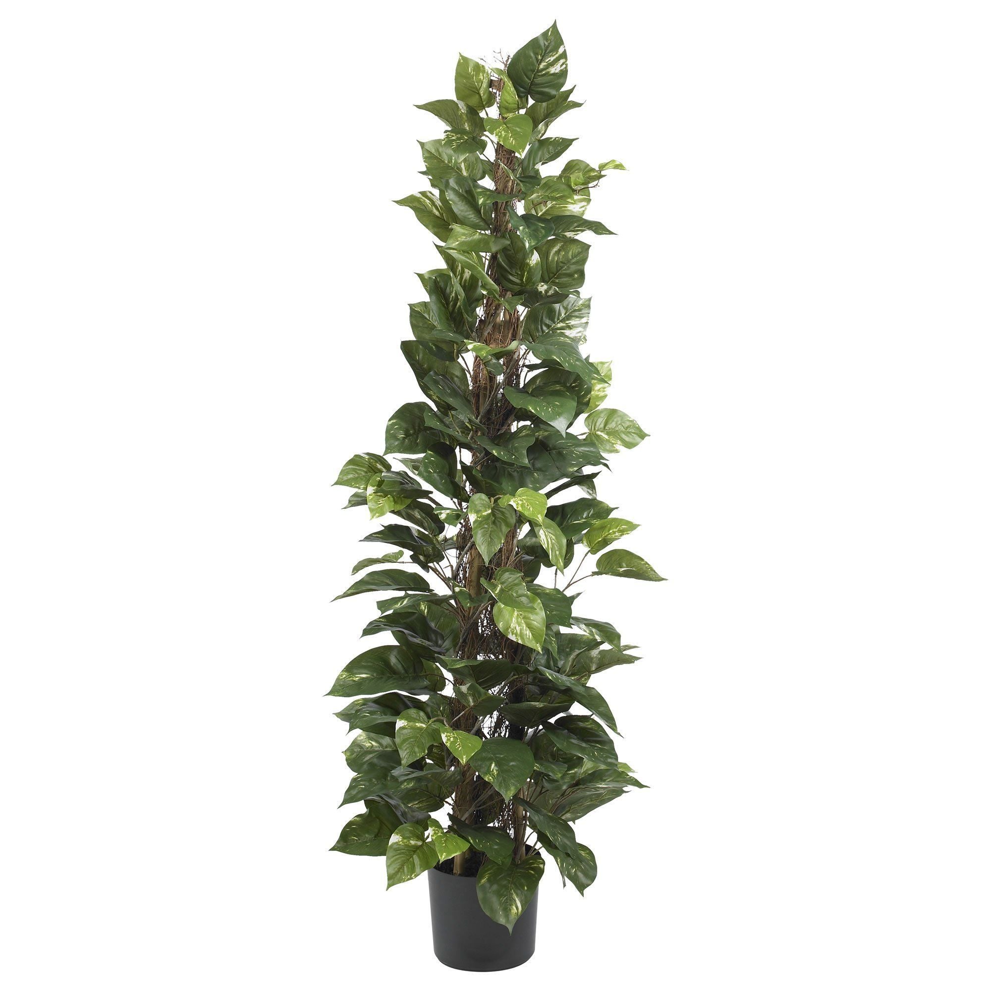 will pothos climb 63" Pothos Climbing Silk Plant