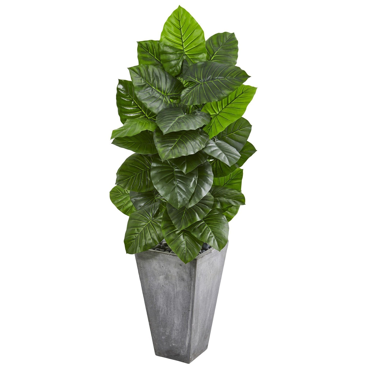 63” Taro Artificial Plant in Tall Cement Planter