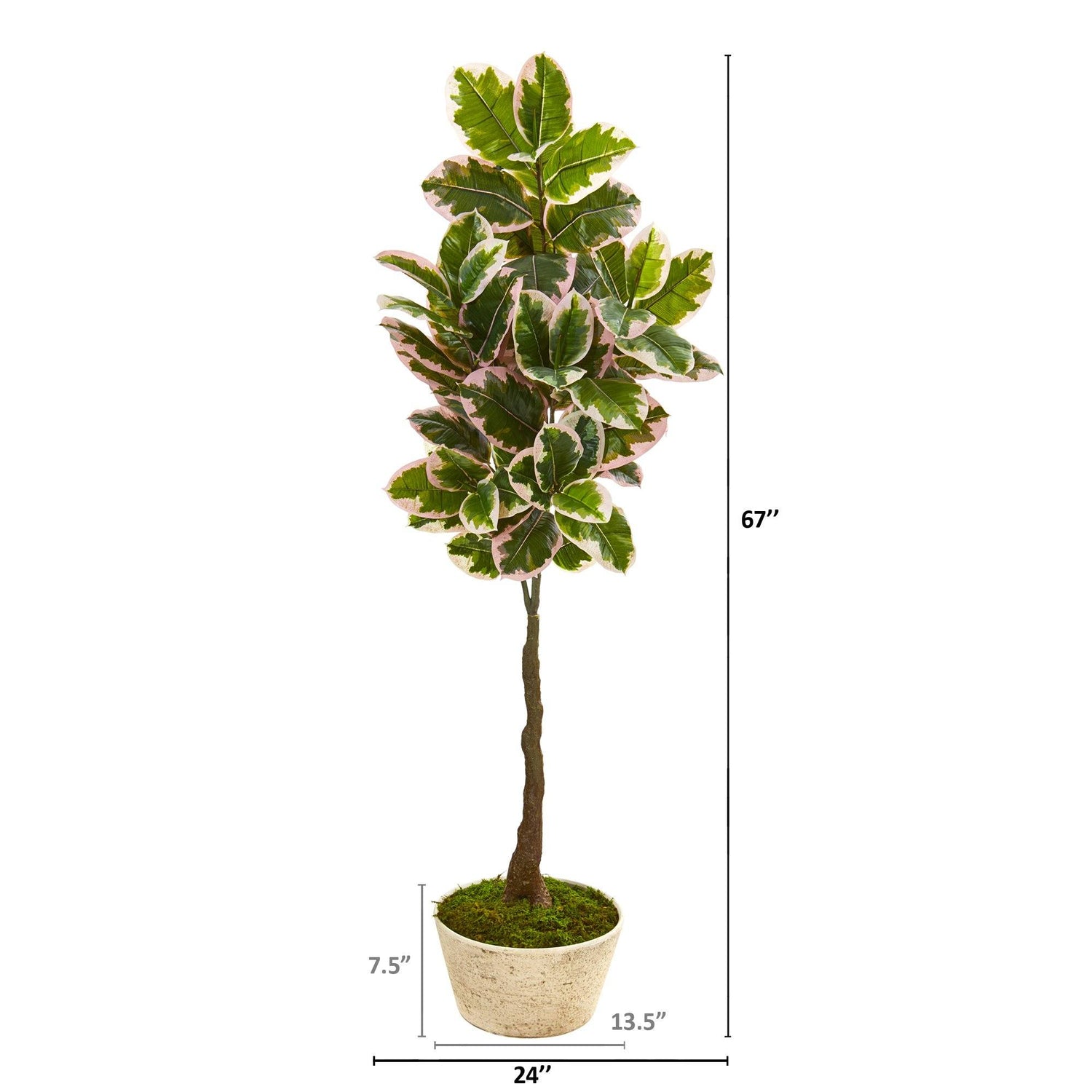 67” Variegated Rubber Leaf Artificial Tree in Planter (Real Touch)