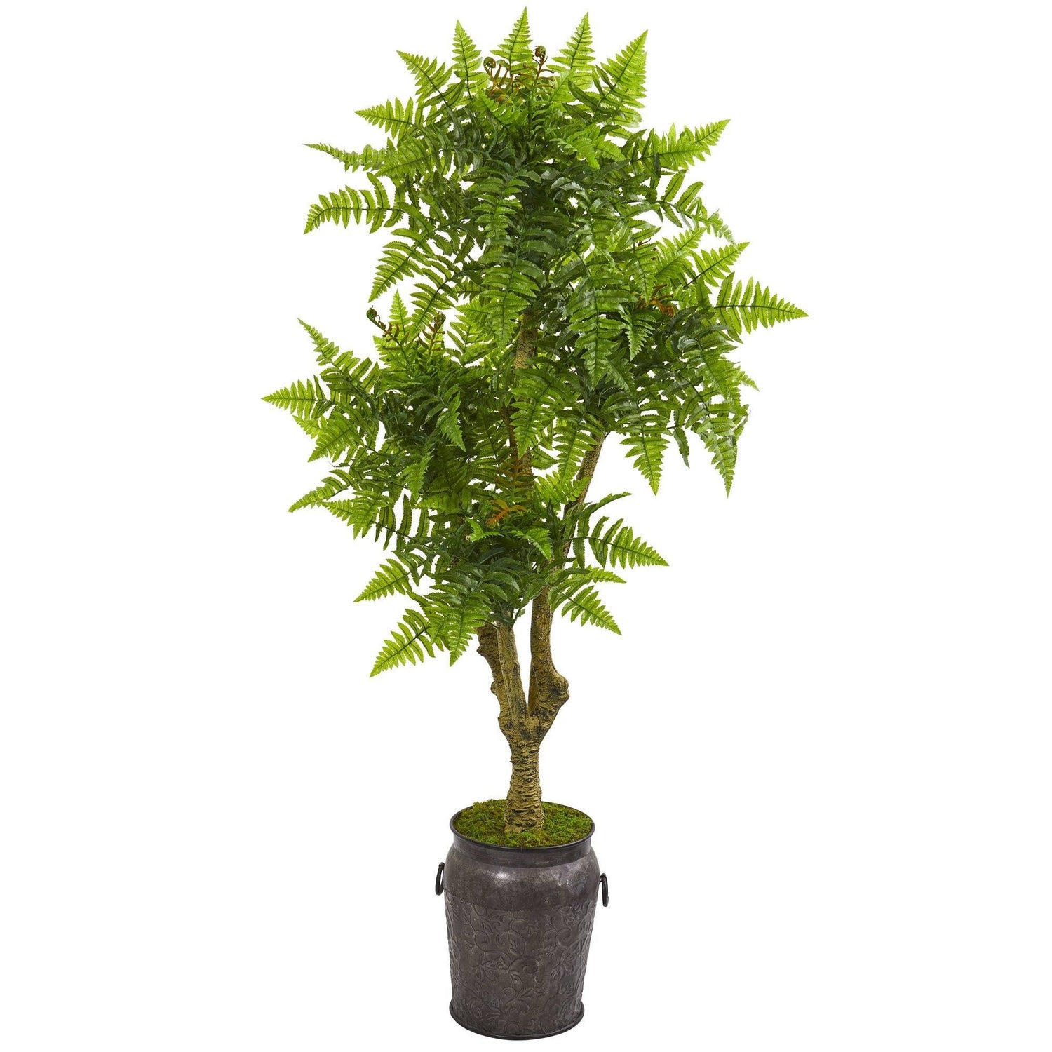 75” Boston Fern Tree in Planter (Indoor/Outdoor)