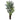 7.5’ Bulb Areca Palm Tree