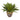 Agave in Glazed Clay Pot