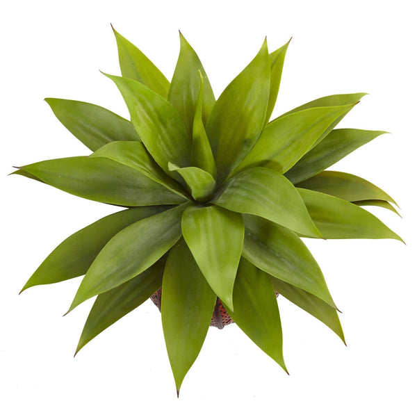Agave Succulent in Weave Planter