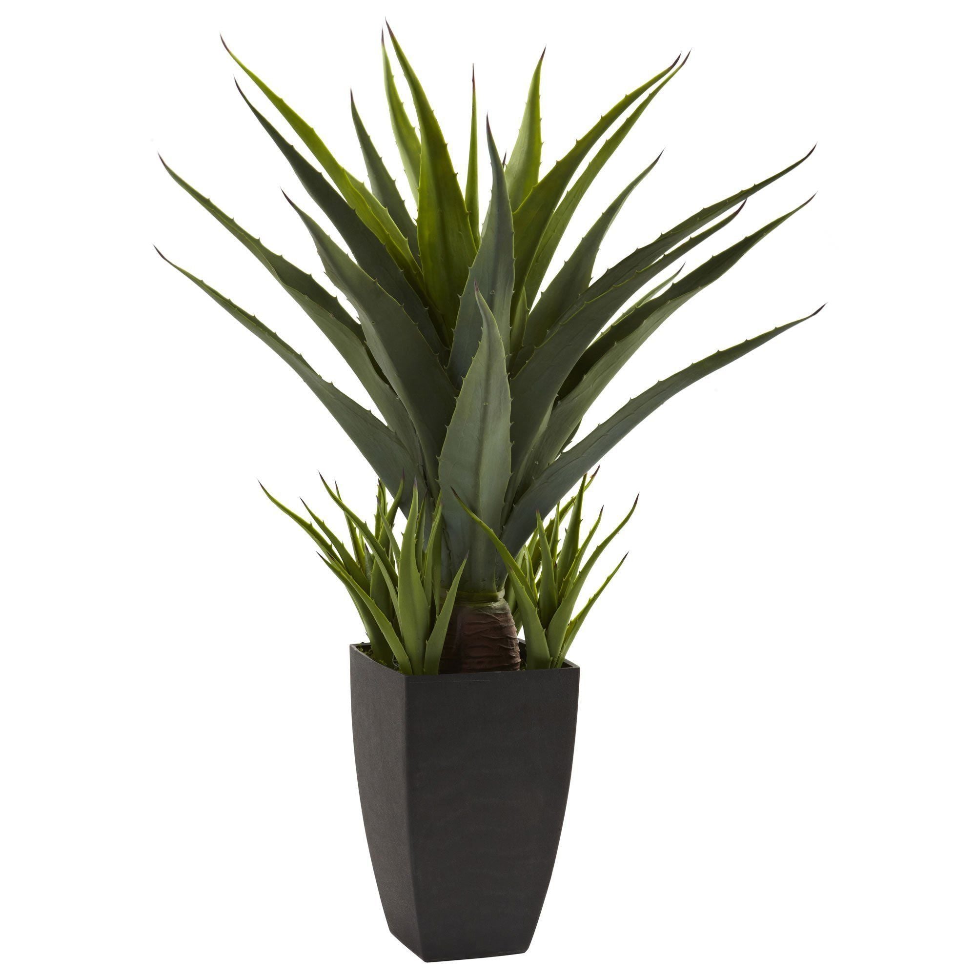Agave Titanota Filigree – Beaultiful Desert Plants