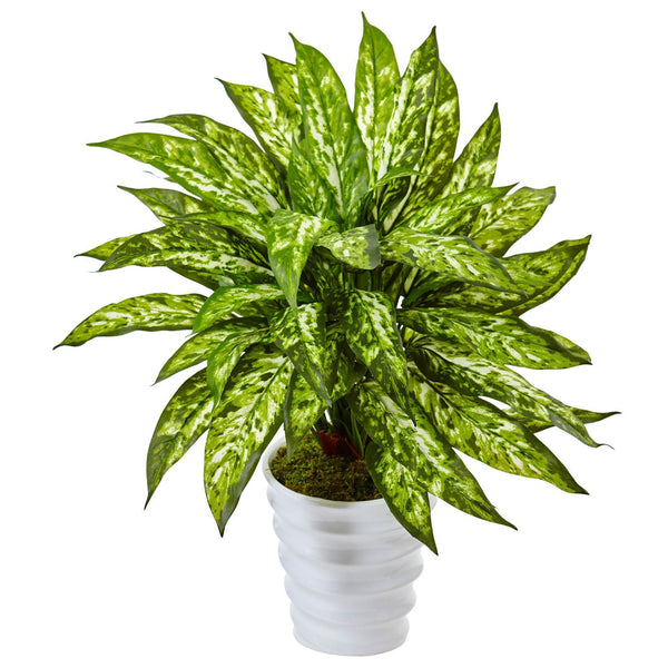 Aglaonema in Swirl Planter