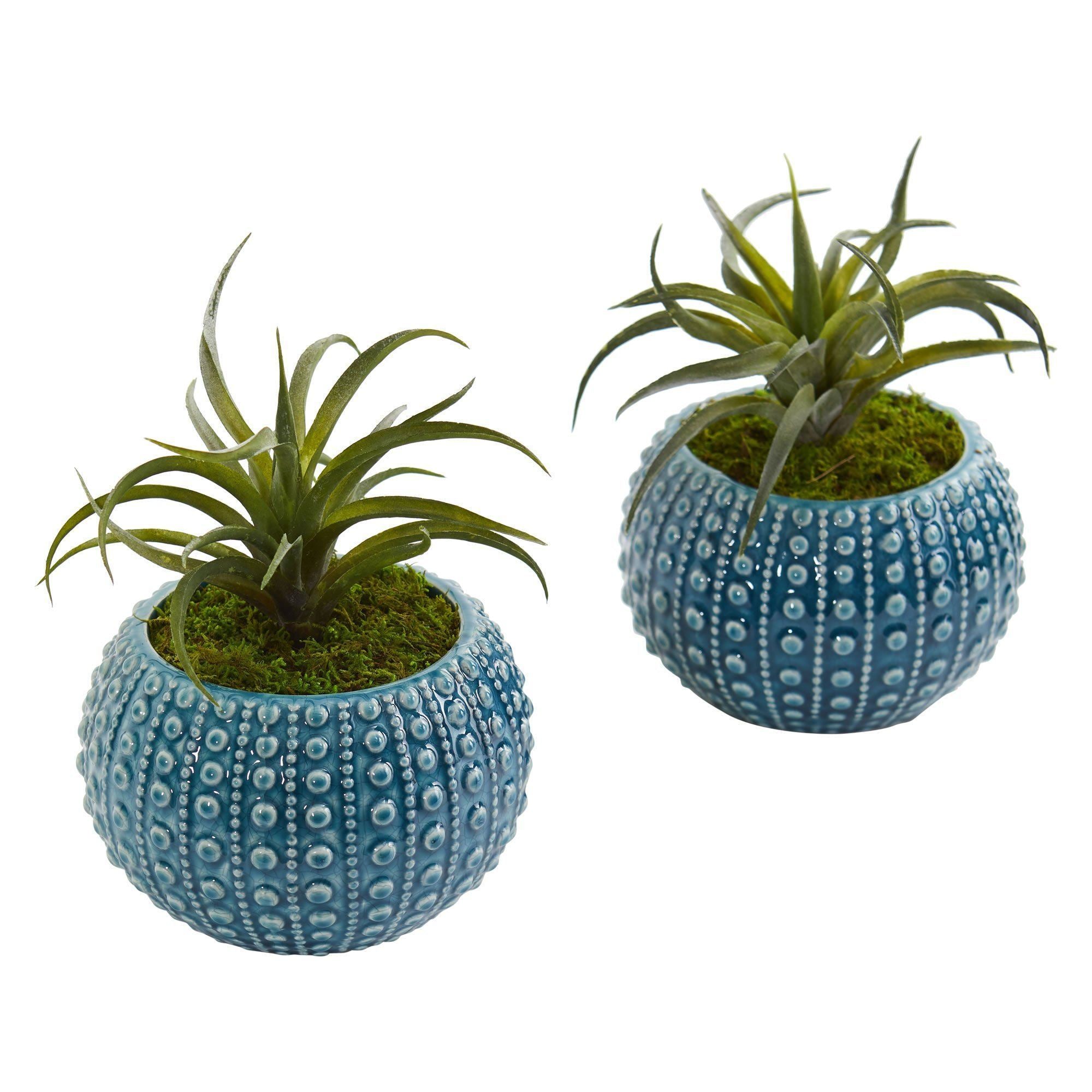 Air Plant Artificial Succulent in Blue Vase (Set of 2) | Nearly Natural
