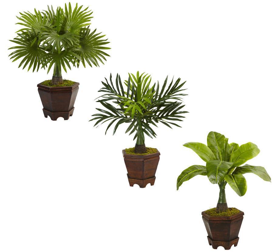 palm plants in pots Assorted Mini Palm Trees in Planter (Set of 3)
