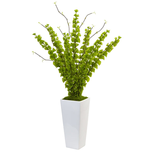 Bells of Ireland in White Planter