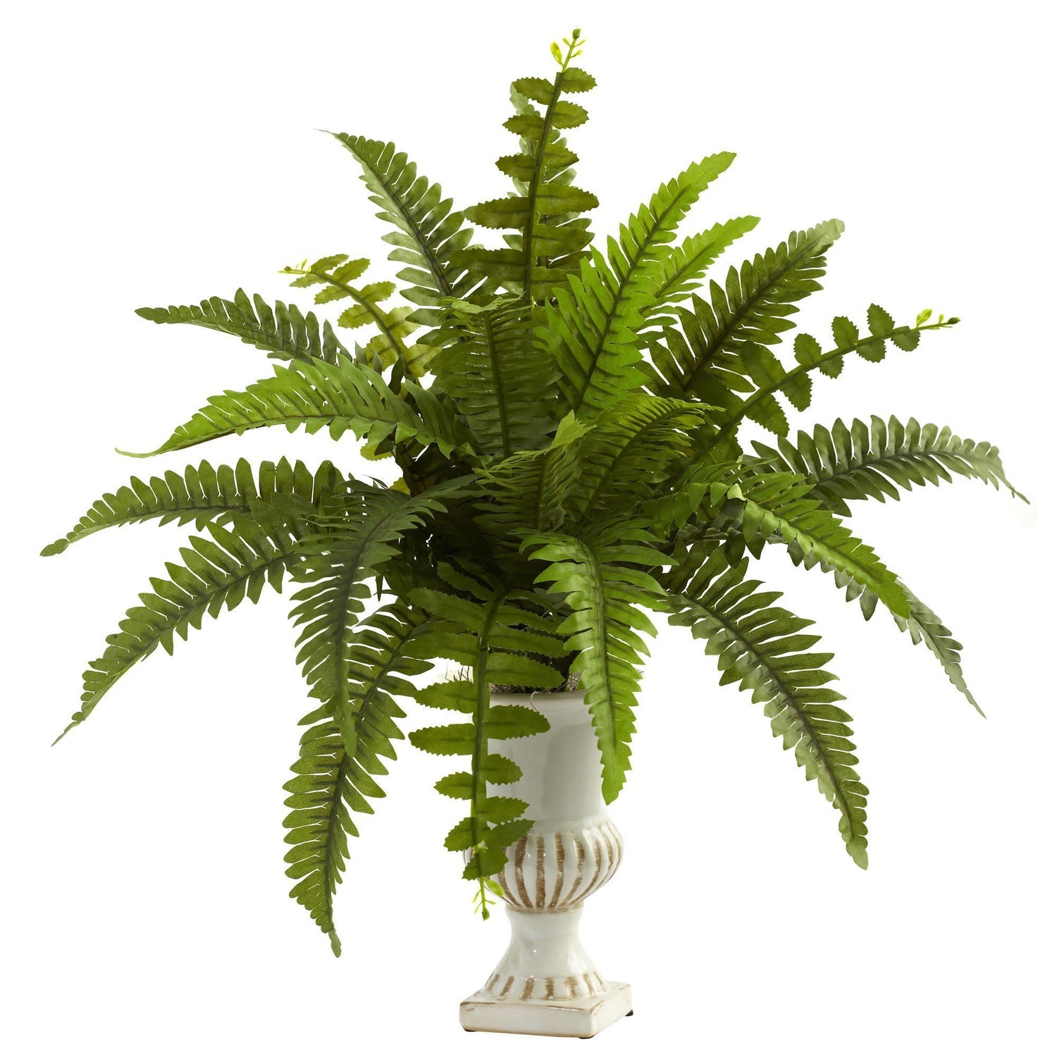 Boston Fern w/Urn (Set of 2)