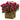 Bougainvillea in Rustic Wood Planter