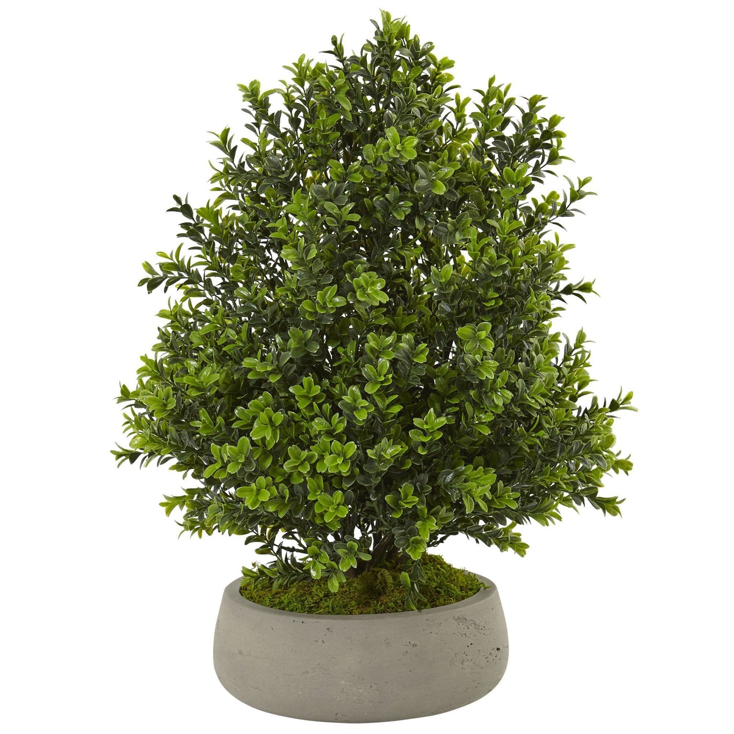Boxwood Plant in Stone Planter (Indoor/Outdoor)