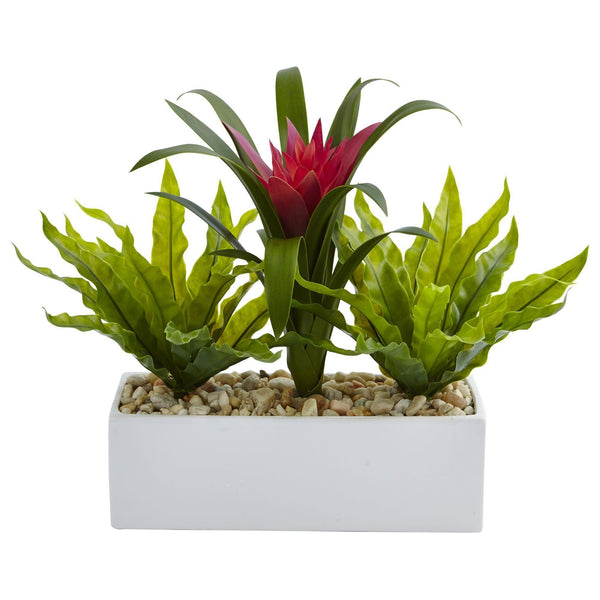 Bromeliad and Birdsnest in Rectangular Planter
