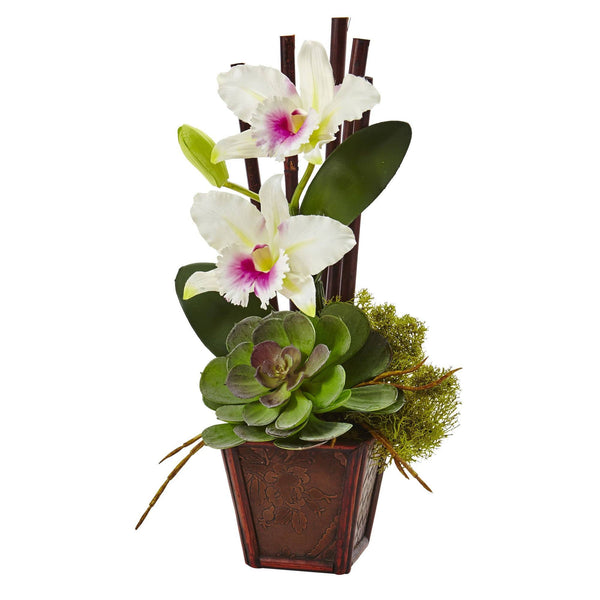 Cattleya Orchid and Succulent Arrangement (Set of 2)