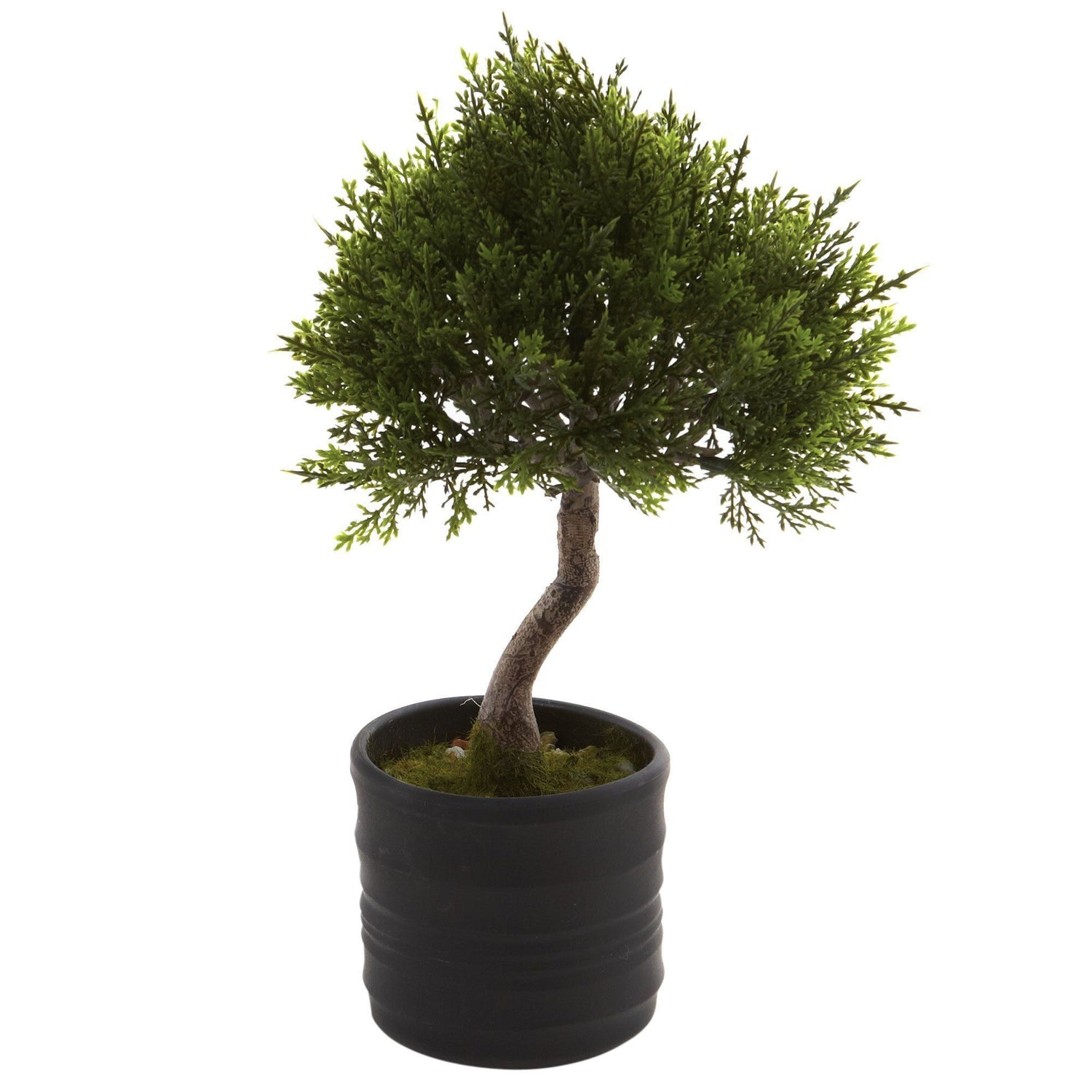 Cedar Bonsai w/Planter (Set of 2)
