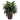 Cordyline w/Decorative Vase Silk Plant