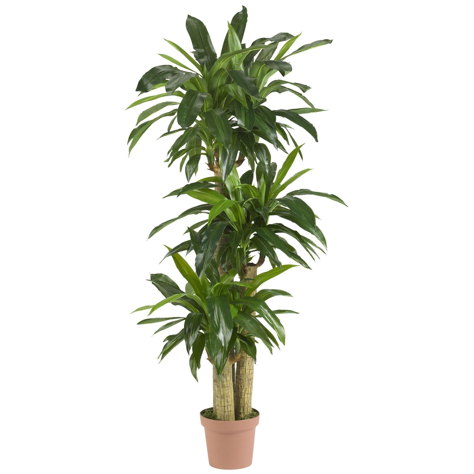 cornstalk dracaena plant Nearly Natural Corn Stalk Dranaena Silk Plant (Real Touch)