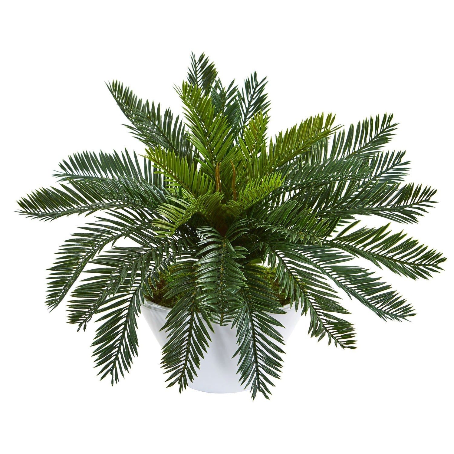 Cycas Artificial Plant in Ceramic White Planter