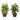 Dieffenbachia w/Wood Vase Silk Plant (Set of 2)