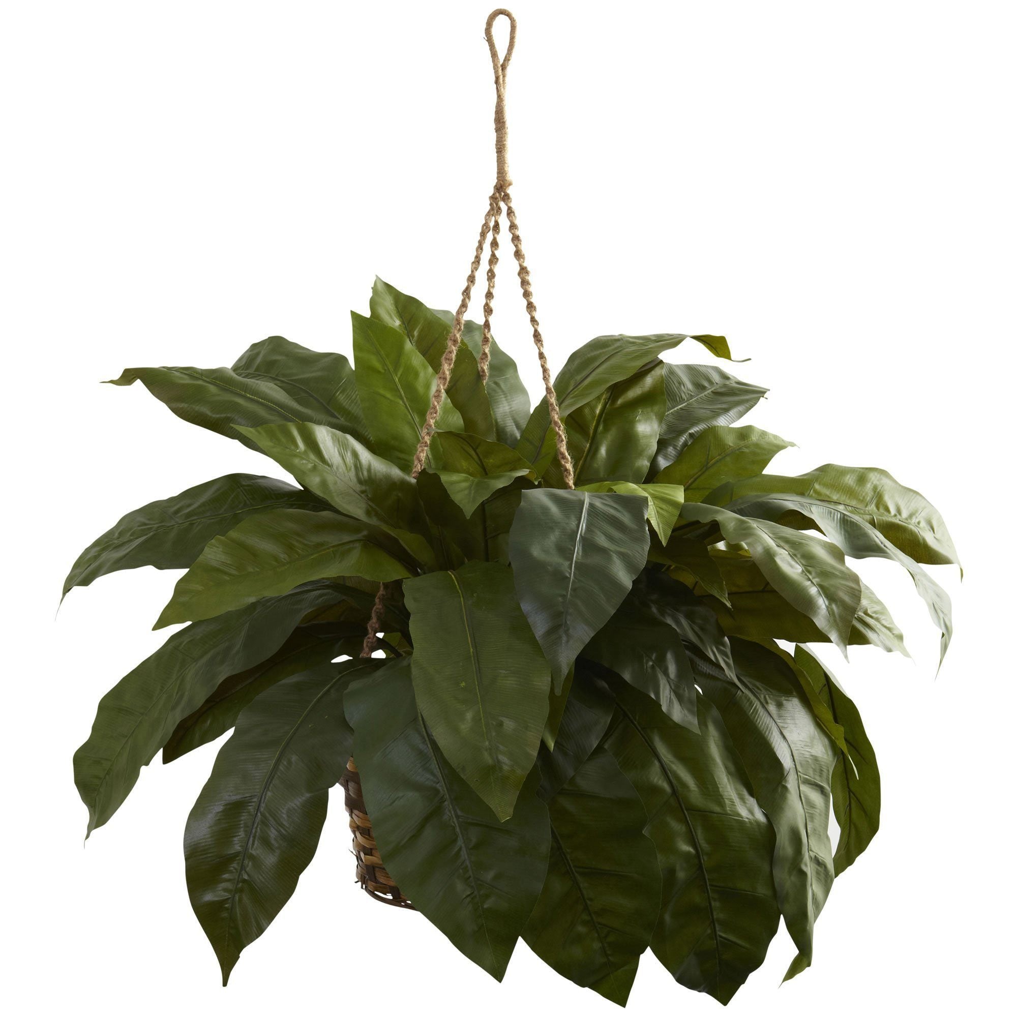 bird nest in hanging plant Double Giant Birdsnest Hanging Basket