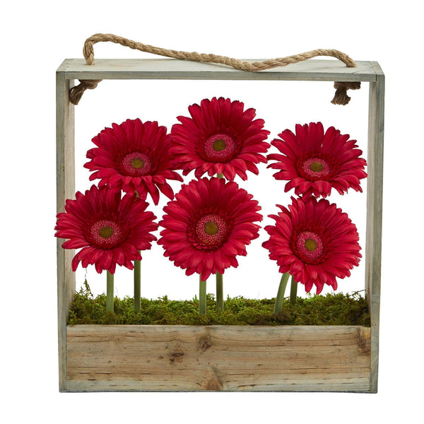 Gerber Daisy Garden in Hanging Frame