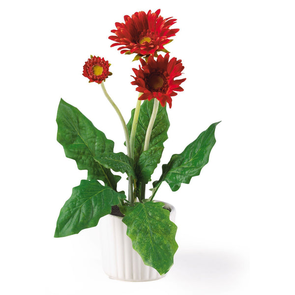 Gerber Daisy w/White Vase (Set of 6)