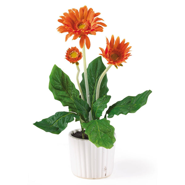 Gerber Daisy w/White Vase (Set of 6)