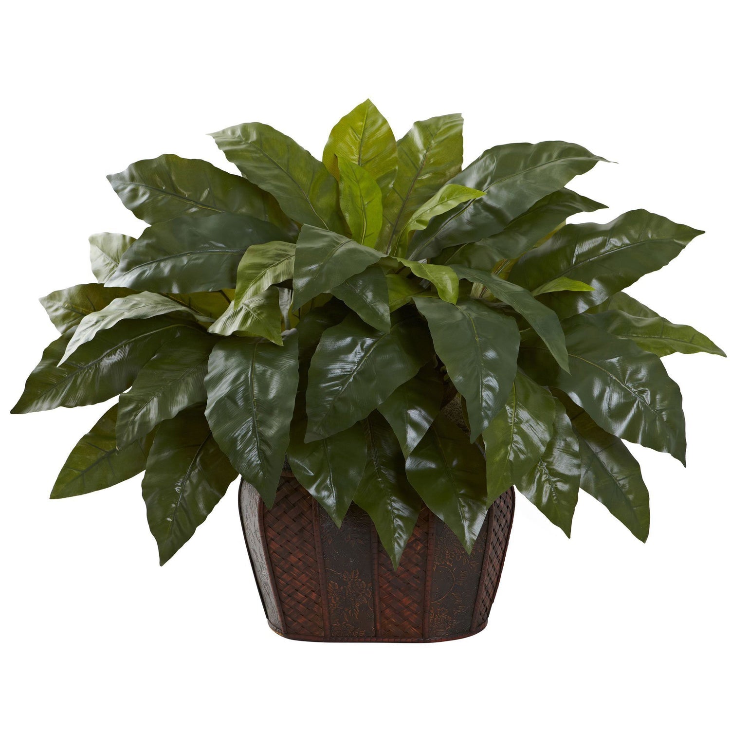 Giant Birdsnest Fern with Decorative Planter