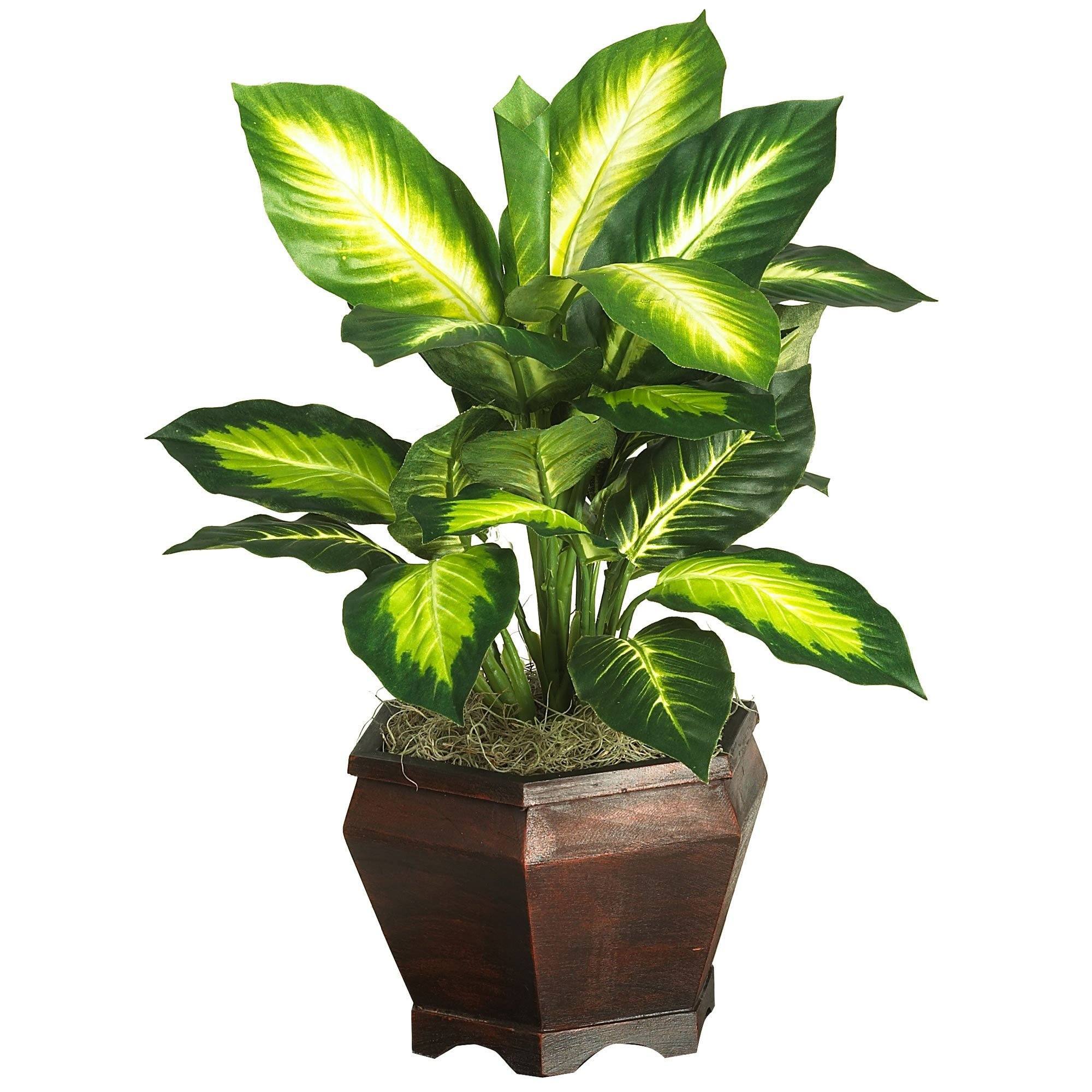 dieffenbachia idrocoltura Golden Dieffenbachia w/Wood Vase Silk Plnat