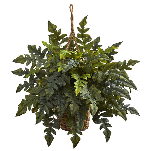 Holly fern Hanging Basket