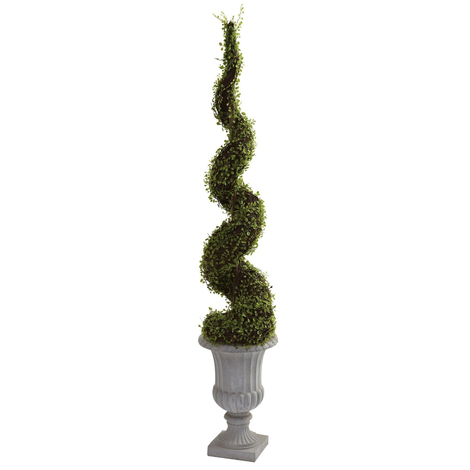 Mohlenbechia Spiral Tree w/Decorative Urn