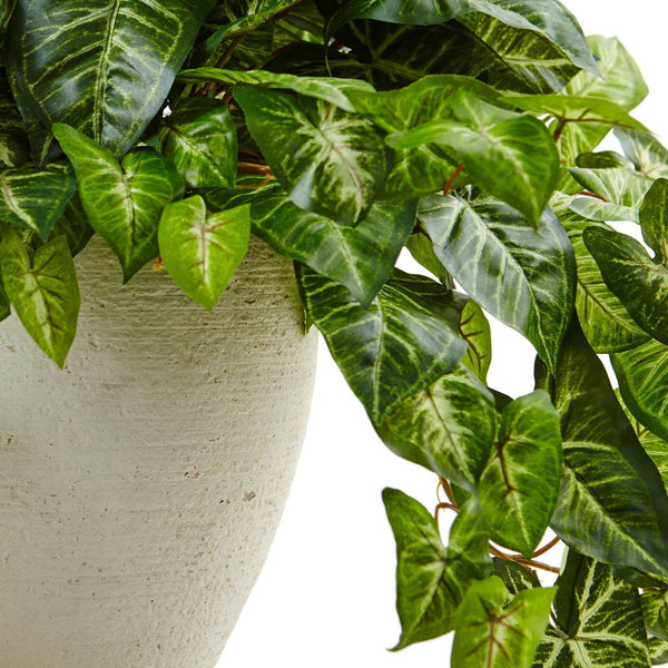 Nephthytis in White Planter